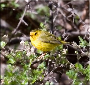 Wilson's Warbler