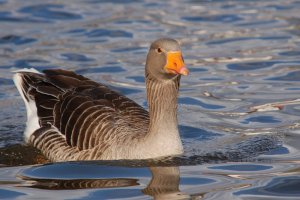 Graylag goose