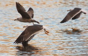 Lesser black backed gulls