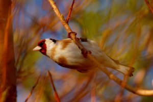 Goldfinch