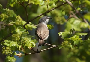 Lesser whitethroat