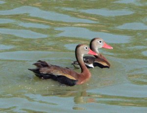 Black Bellied Whistling Duck