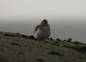 Common Sandpiper