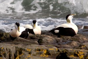 Eiders