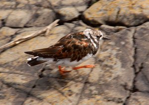 Turnstone