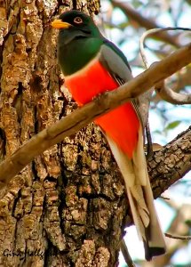 Elegant Trogon