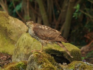 Sparrowhawk