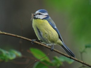 blue tit with prey