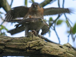 sparrowhawks mating!