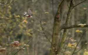 GREAT IN FLIGHT