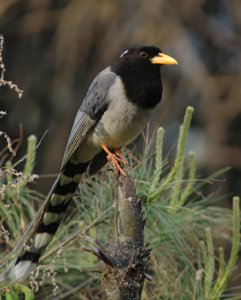 Yellow-billed Blue Magpie