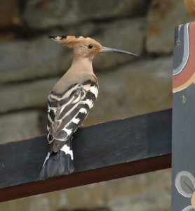 Eurasian Hoopoe