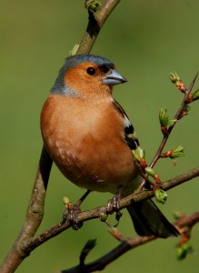 Chaffinch