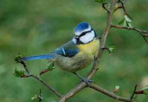 Blue tit