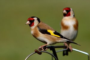 Goldfinches