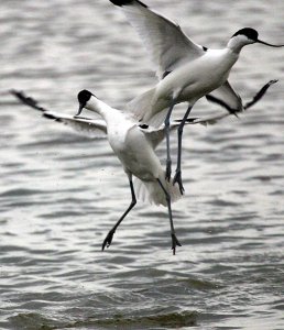 Avocet Study - Time to dance