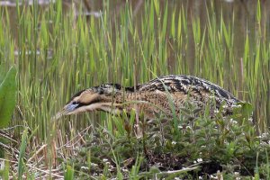 Bittern