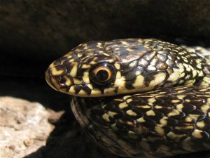 Western Whip Snake