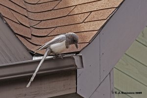 Ghost Magpie