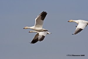 Lesser Snow Goose