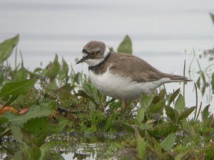 Little Ringed Plover