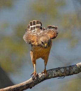 Red-shouldered Hawk Ready to Dive