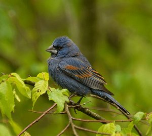 Blue Grosbeak