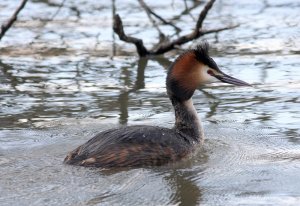 Great Crested Grebe in Norway