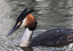 Great Crested Grebe Close-up