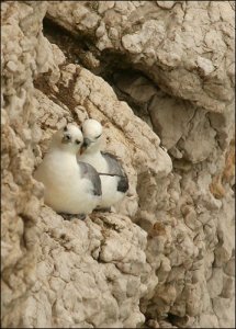 Fulmars cuddling up