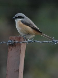 Grey-backed Shrike