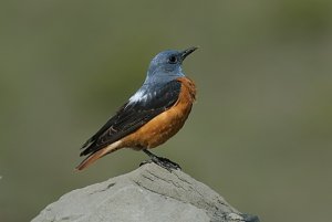 Rock Thrush