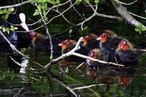 COOT LITTLE CHICKS