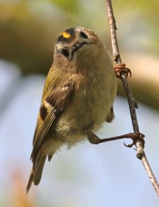 Garden Goldcrest