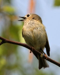 Tuneful Goldcrest