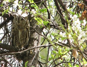 Scops Owl