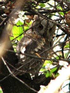 Scops Owl2