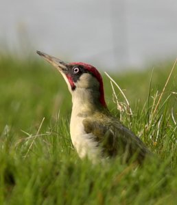 Male Green Pecker