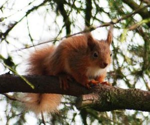 Red_Squirrel7