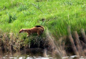 Stoat hunting along the bank