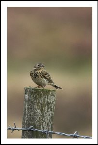 Meadow Pipit