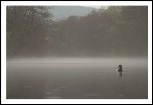 Mallard and mist