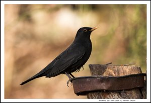 Blackbird Portrait