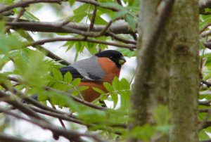 Bullfinch