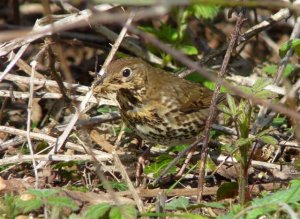 Song Thrush