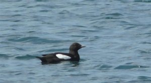 Black Guillemot