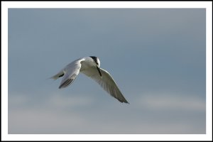 Sandwich Tern