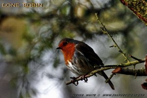 LONE ROBIN