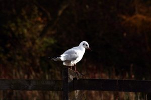 THE LITTLE GULL