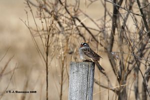 White-crowned Sparrow